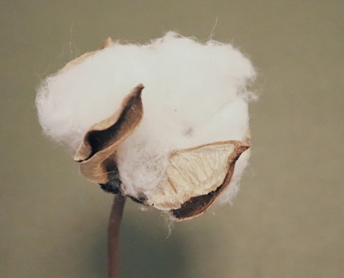 Bio Baumwolle - reife Baumwollblüte