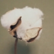 Bio Baumwolle - reife Baumwollblüte