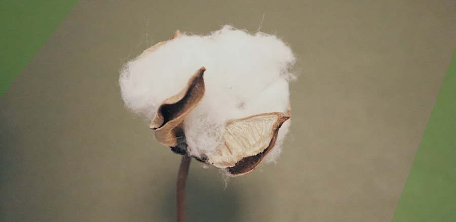 Bio Baumwolle - reife Baumwollblüte
